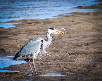 High angle view of gray heron on beach