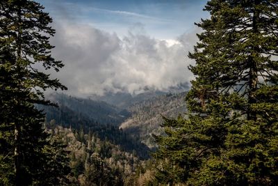 Scenic view of pine trees against sky