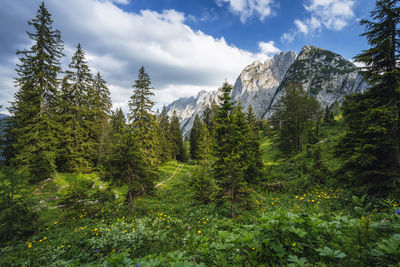 Pine trees in forest against sky