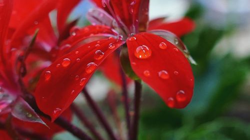 Close-up of wet red flower