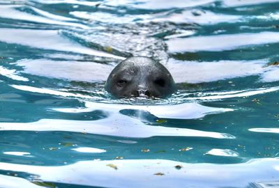 Seal swimming in sea