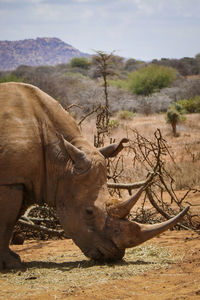 The critically endangered white rhino - ceratotherium simum feeding at a conservancy in kenya
