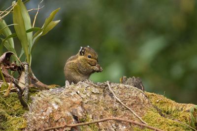 Squirrel on a tree