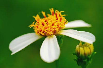 Close-up of white flowers