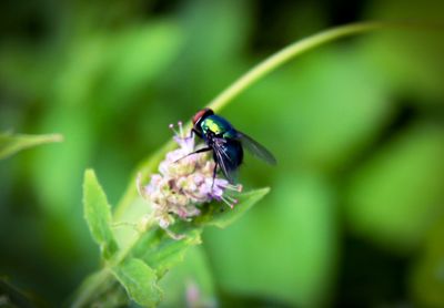 Close-up of insect on purple flower