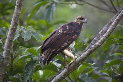 Closeup of golden eagle aquila chrysaetos sitting in tree with fish in claws, pantanal, brazil.