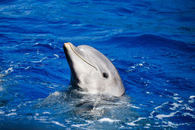 Close-up of jellyfish swimming in sea