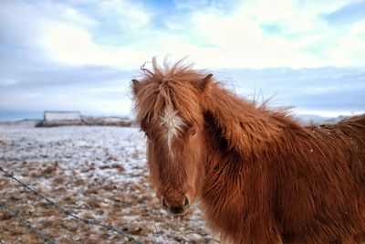 Icelandic horse with beautiful blaze.