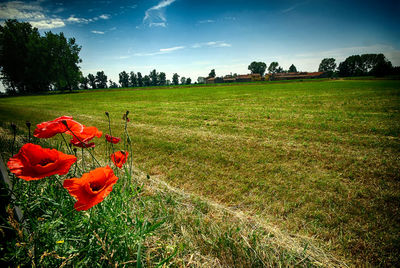 Scenic view of grassy field against sky