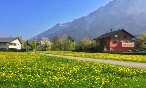 Yellow flowers growing on field by mountains against clear sky