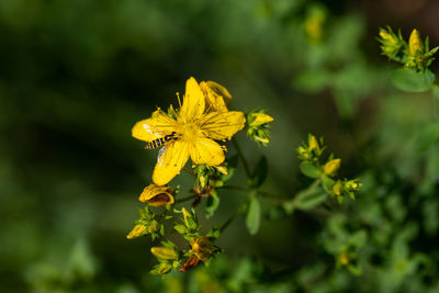 Close-up of yellow flowering plant