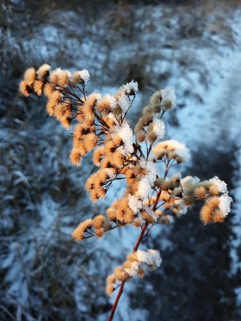 plant, no people, close-up, focus on foreground, growth, nature, fragility, beauty in nature, winter, vulnerability, cold temperature, day, flower, flowering plant, selective focus, snow, outdoors, tranquility, tree, wilted plant, flower head