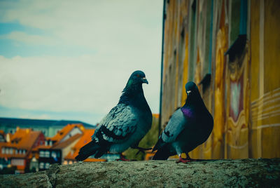 Close-up of pigeons on log by building