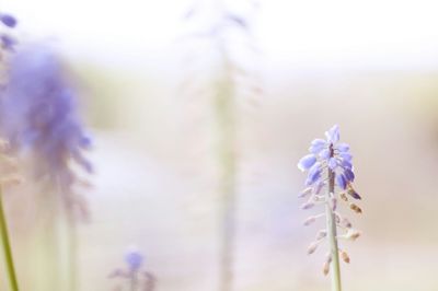 Close-up of purple flowers