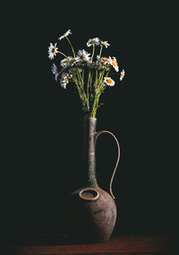 Plant in vase against black background