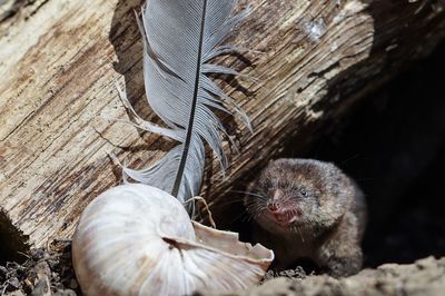 Close-up of mouse and seashell outdoors