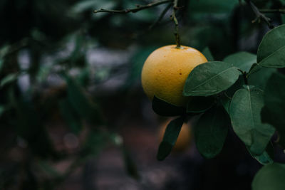 Close-up of fruit growing on plant