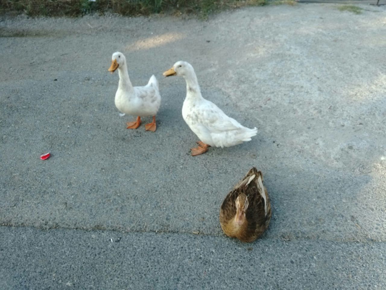 animal themes, bird, animals in the wild, wildlife, high angle view, duck, street, two animals, togetherness, outdoors, day, nature, full length, goose, no people, one animal, three animals, young animal, zoology, pigeon