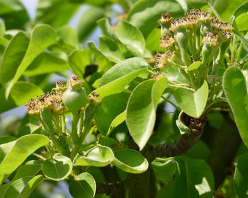 Close-up of insect on plant