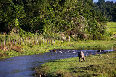 Buffalo near the river