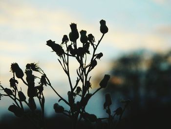 Close-up of silhouette plant against sky