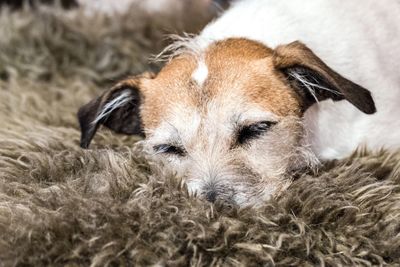 Close-up of dog resting on fur