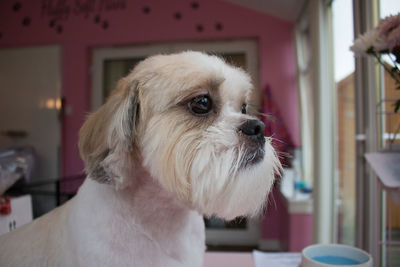 Close-up of a dog