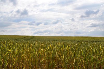 Scenic view of field against cloudy sky