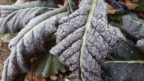 Close up of leaves