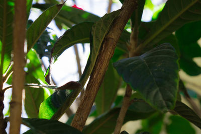 Close-up of a bird perching on tree