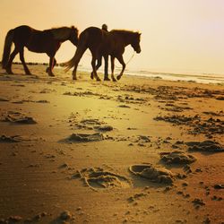 Horses on beach
