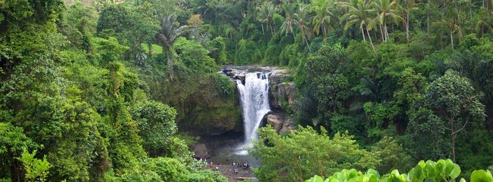 Panoramic view of waterfall amidst trees in forest