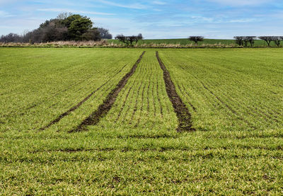 Furrowed lines in a winter field