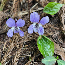 High angle view of purple flowering plant on field