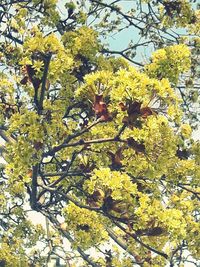 Yellow flowers on tree