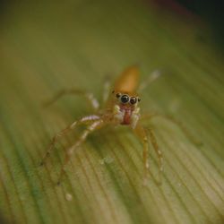 Close-up of spider