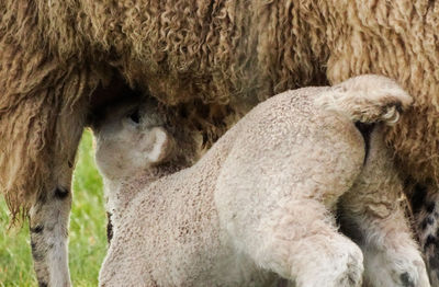 Sheep feeding lamb on field