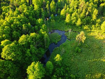 High angle view of lake amidst trees in forest