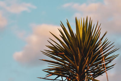 Low angle view of coconut palm tree against sky