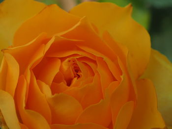 Close-up of yellow flower