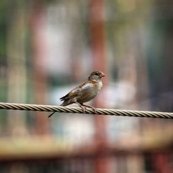 Close-up of sparrow perching on steel cable