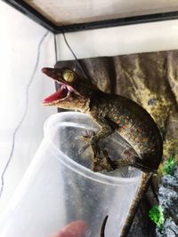 Gecko on container