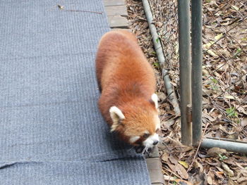 High angle view of a cat lying on land