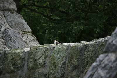 Bird perching on rock against trees
