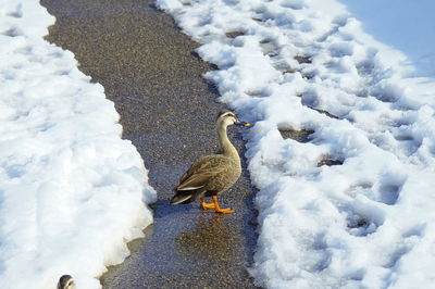 Birds perching on frozen ice