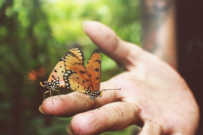 Cropped hand of person holding butterflies