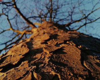 Bare trees against sky