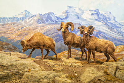 Bighorn sheep diorama in hall of north american mammals in american museum of natural history, nyc