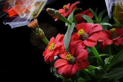 Close-up of red roses on plant against black background