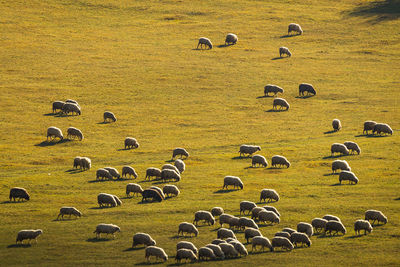 Flock on sheep grazing on grassy field 